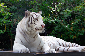 White tiger on the green trees brunch background