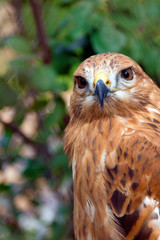 Wild falcon on the blur green background