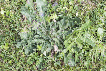 Weeds pests parasites in lawn grass