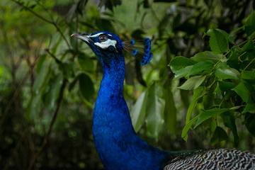 Obraz premium Common peafowl - インドクジャク（オス）２