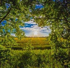 Panele Szklane Podświetlane  Piękny zachód słońca nad polem. Chmury na niebie. Słońce świeci przez drzewa.