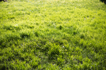 Spring green lawn in the morning sun.