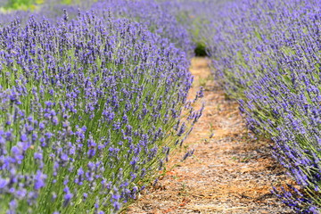 rows of lavender blooming 