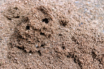 Ameisenhügel