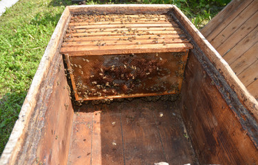Close up on Wooden Ukrainian Blue Beehive with Garden Background. Natural Beekeeping in Your Backyard. Dadant bee hives.