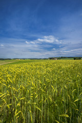 Barley field with gold light in Hallertau (Bayern, Germany)