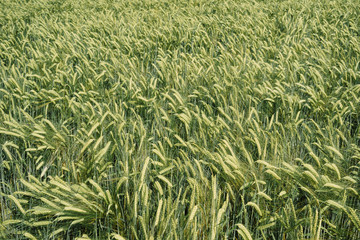 Barley field with gold light in Hallertau (Bayern, Germany)