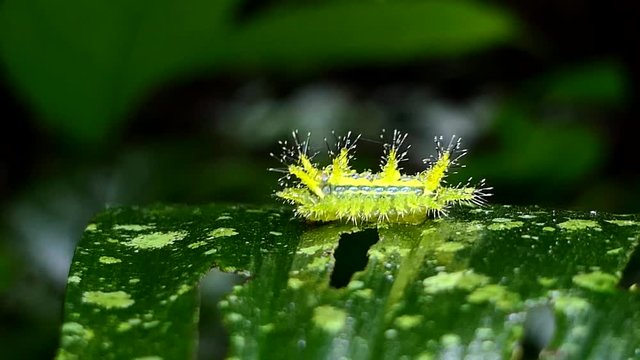 Nettle Caterpillar (Parasa lepida) crawling on leaves in tropical rain forest. Its fur is poisonous.
