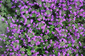 Flowering thyme