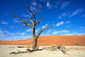 Dry tree in the Deadvlei, Namib desert