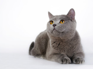 British cat. Isolated.