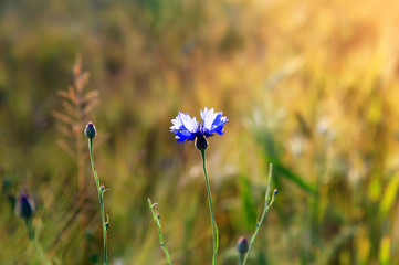 Cornflower flower on wheat field background.