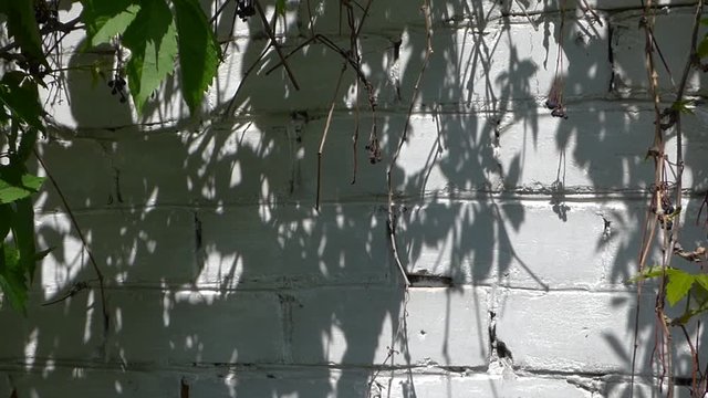 White brick wall at sunny summer day. Some green grape leaves and dry branches at the sides. Rural background with aged surface and plants. High-contrast lighting.