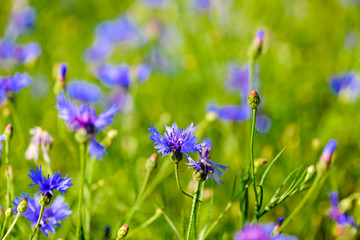 Cornflowers in a blurry grass