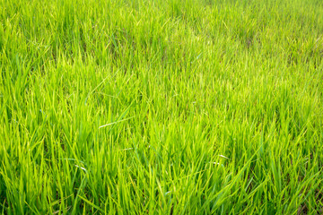 green grass pattern background and abstract