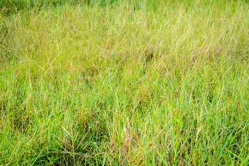 green grass pattern background and abstract