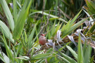 Common waxbill wild bird perched in green vegetation