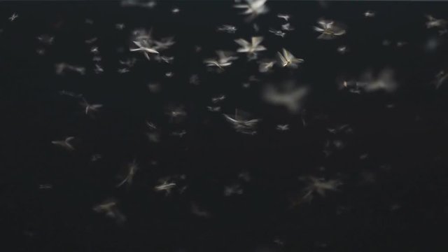 many of Mayfly flying around light bulb. Lemma in the dark night