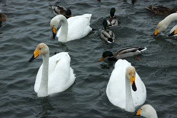 Obraz premium Swan and duck on the water