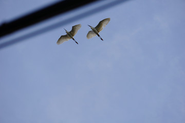 egrets