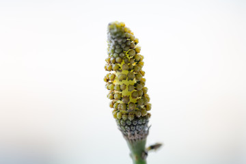 Fototapeta premium Equisetum for education.