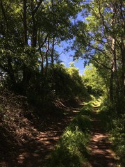 road in the forest
