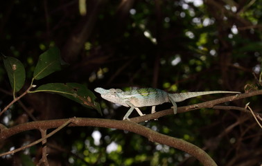 Furcifer rhinoceratus
