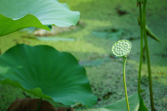 lotus seedpod