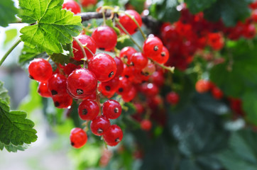 red currant