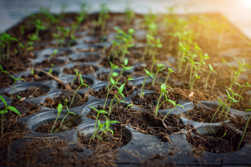 Seed growing  in a tray plant a tree