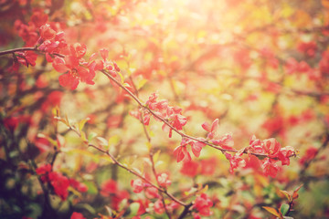 Blossoming chaenomeles (japanese quince) branch, small red flowers in sunlight, nature colorful background suitable for wallpaper