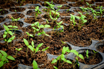 Seed growing  in a tray plant a tree