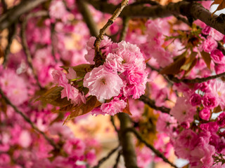 Saturated pink flowers of Japanese cherry (sakura) on the sakura tree - nature spring background