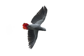 Bird, African grey parrot isolated on white background