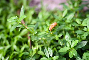 Cicada skin