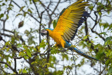 Blue and gold macaw perching on a branch 