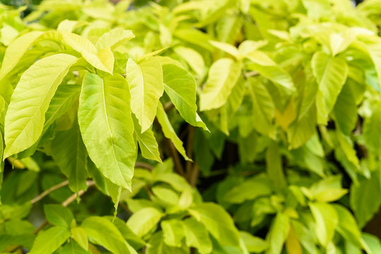 Pisonia Bilder Durchsuchen 159 Archivfotos, und Videos