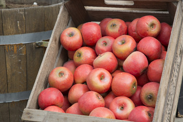 Box of Apples, Stockholm, Sweden