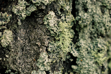 Old Wood Tree Texture Background Pattern