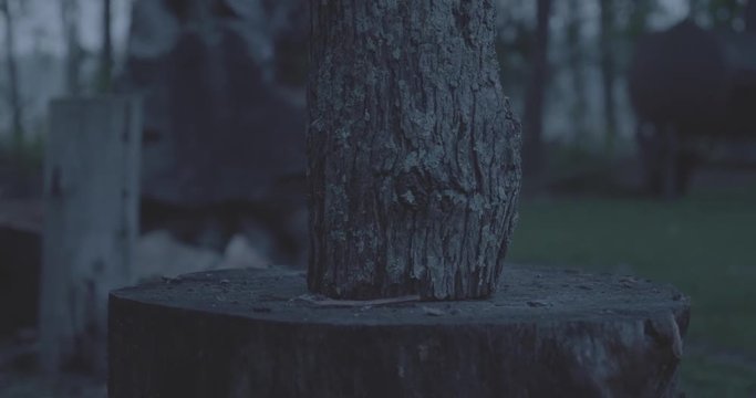 Firewood log set down for chopping