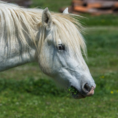 White horse eating grass in a field, head
