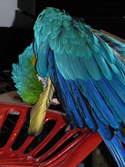 Fototapeta premium wild bird and my parrots