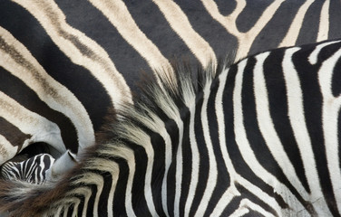 Obraz na płótnie Canvas Zebra stripes hide close-up