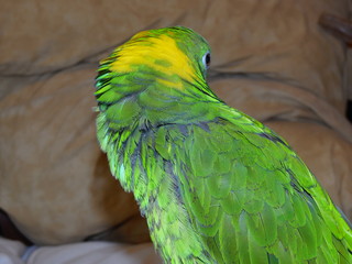 wild bird and my parrots