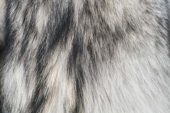 Wolf Fur Texture