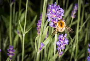 Hummel auf Lavendel