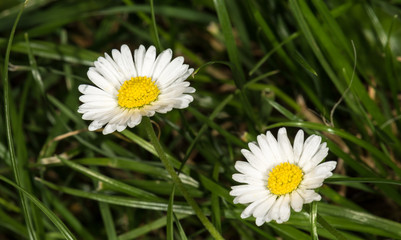 Obraz premium gänseblumen
