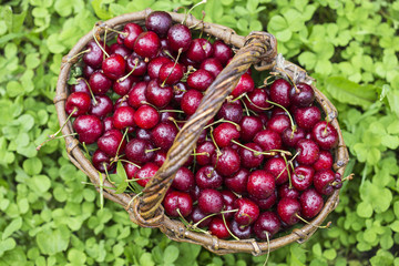 cherries in a large wicker basket