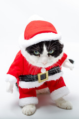 cunning cat in Christmas dress standing on studio white background. Christmas holiday concept in vertical.