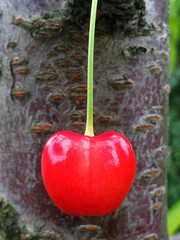 Berry of sweet cherry